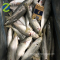 New arrival landfrozen round scad fish 6/8 8/10